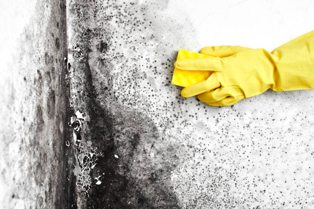 Best Toxic Mold Removal  in Stateburg, SC
