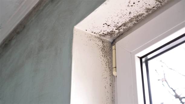 Professional Mold Removal in Stateburg, SC