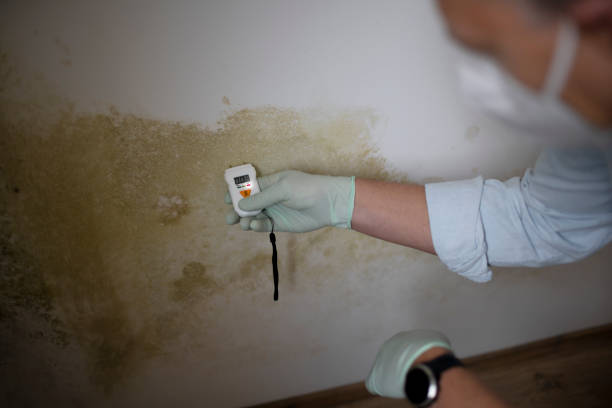Best Commercial Mold Removal  in Stateburg, SC